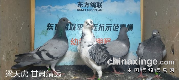 东方鸽联平川无抗示范春棚:9月9日入棚照
