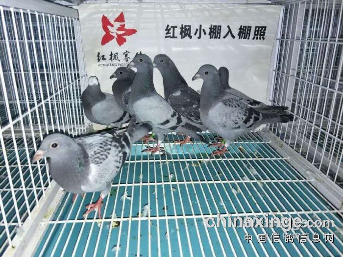 红枫小棚热烈祝贺贵州战神国际种鸽基地刘嘉城