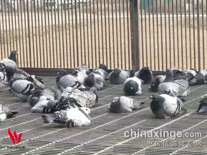 陕西威力青年公棚11月13日赛鸽强飞及洗澡图集