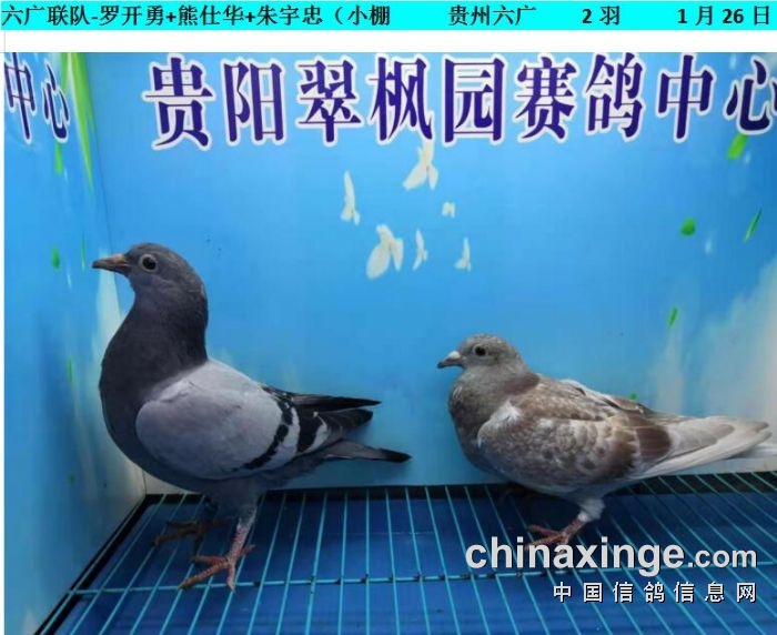 翠枫园1月26日幼鸽入棚照(小棚) - 贵州翠枫园赛鸽