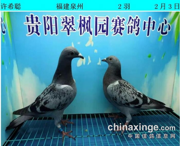 翠枫园2月3日幼鸽入棚照(小棚) - 贵州翠枫园赛鸽中心