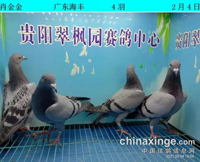 翠枫园2月4日幼鸽入棚照(小棚) - 贵州翠枫园赛鸽中心