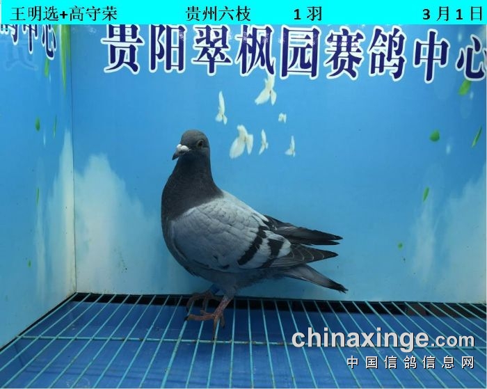 翠枫园3月1日幼鸽入棚照(小棚) - 贵州翠枫园赛鸽中心