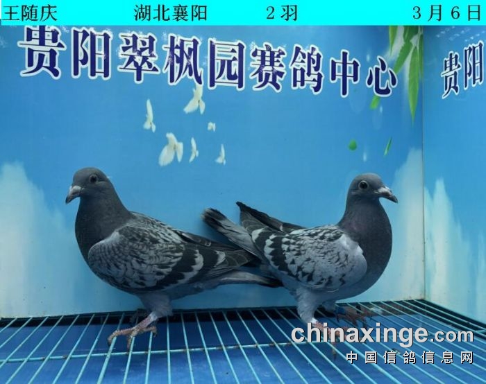 翠枫园3月6日幼鸽入棚照(大棚) - 贵州翠枫园赛鸽中心