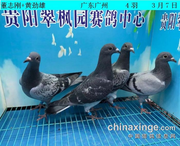 翠枫园3月7日幼鸽入棚照(小棚) - 贵州翠枫园赛鸽中心