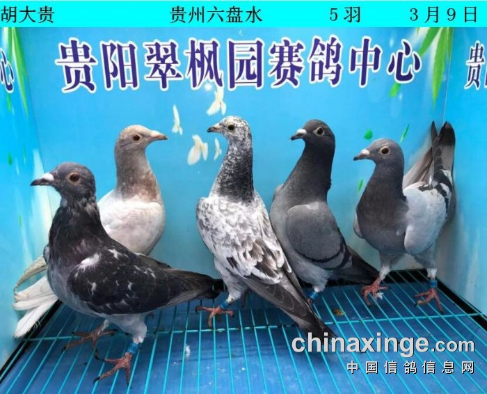 翠枫园3月9日幼鸽入棚照(小棚) - 贵州翠枫园赛鸽中心