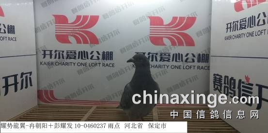 开尔爱心公棚 青年队 3月29日幼鸽入棚照 2 开尔国际赛鸽爱心公棚 青年队 中信网各地公棚信息www Chinaxinge Com