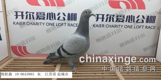 开尔爱心公棚 青年队 3月29日幼鸽入棚照 2 开尔国际赛鸽爱心公棚 青年队 中信网各地公棚信息www Chinaxinge Com