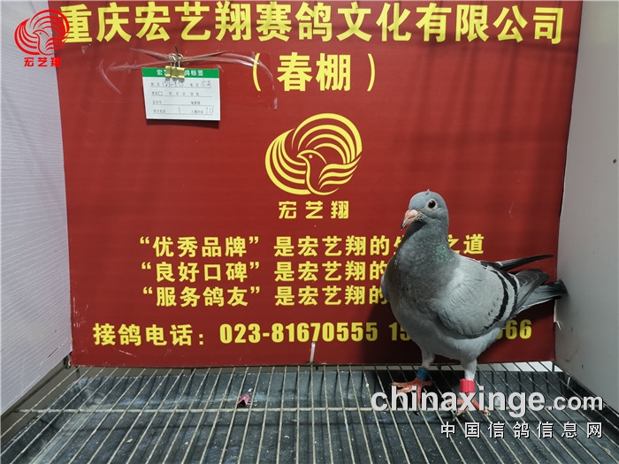 重庆宏艺翔(春棚)第九届7月18日幼鸽入棚照(一)_公棚