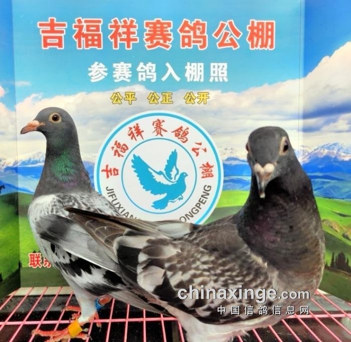中国信鸽信息网公棚信息www.chinaxinge.com