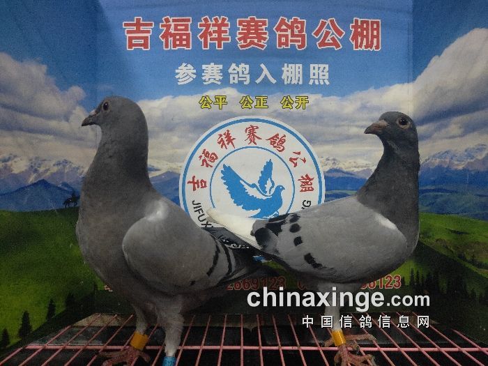重庆吉福祥赛鸽公棚:8月20日幼鸽入棚照