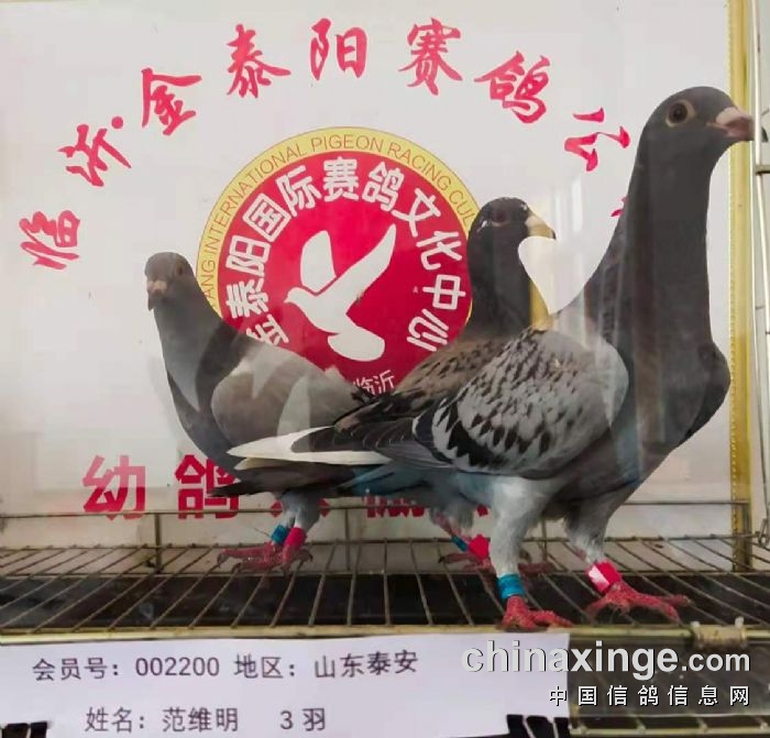 临沂金泰阳赛鸽公棚春棚近期入棚照片三