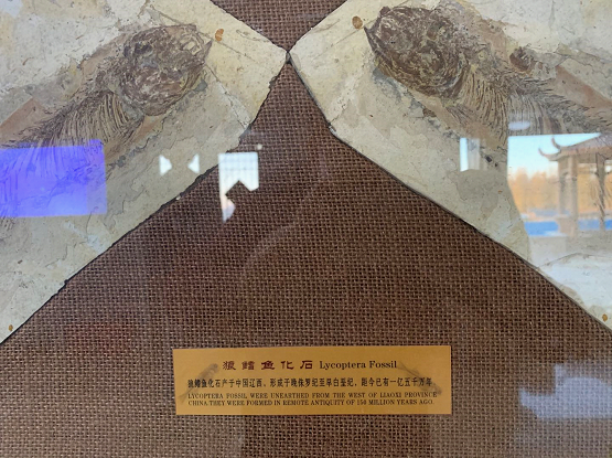 http://gpimg.chinaxinge.com/pic5/202107/20210721222919937003.png