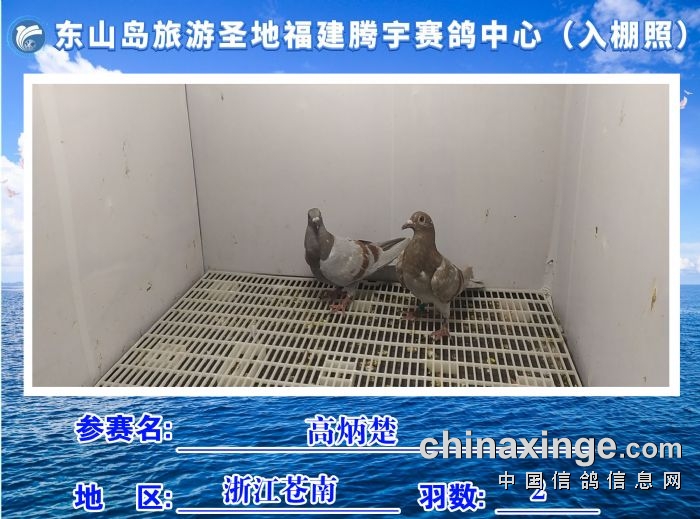 福建省东山岛旅游圣地腾宇赛鸽中心10月2日1入棚照及收鸽清单