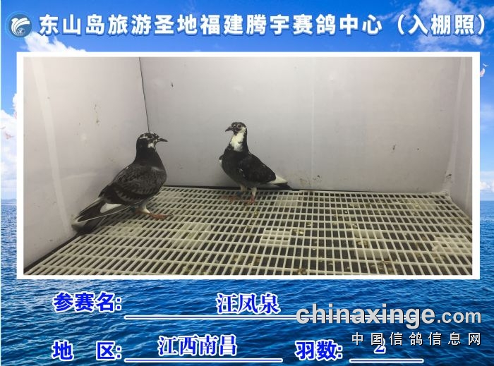 福建省东山岛旅游圣地腾宇赛鸽中心10月2日1入棚照及收鸽清单