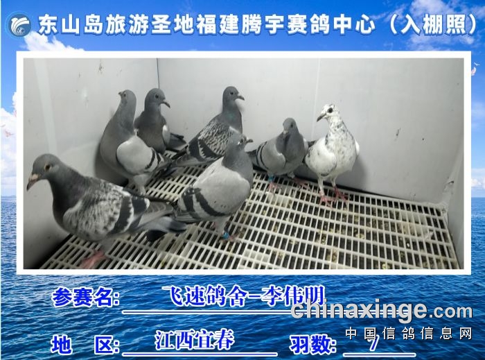 福建省东山岛旅游圣地腾宇赛鸽中心10月4日入棚照及收