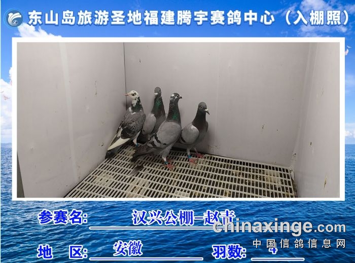 福建省东山岛旅游圣地腾宇赛鸽中心10月10日入棚照及收鸽清单