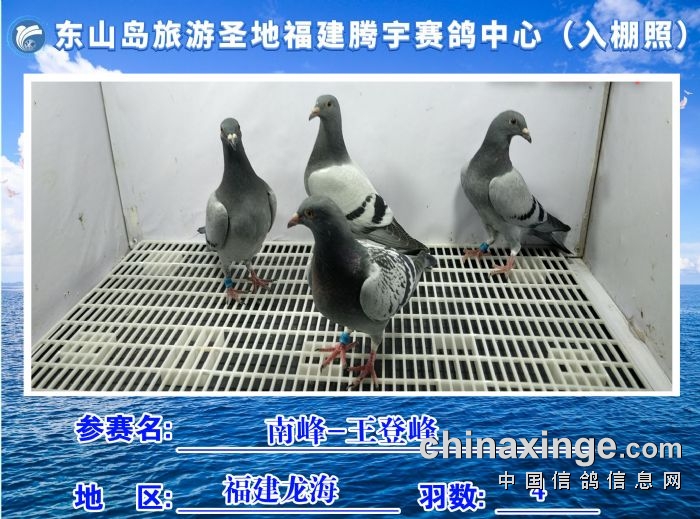 福建省东山岛旅游圣地腾宇赛鸽中心10月17日入棚照及收鸽清单
