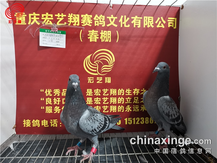 重庆宏艺翔(春棚)第九届10月19日幼鸽入棚照_公棚动态
