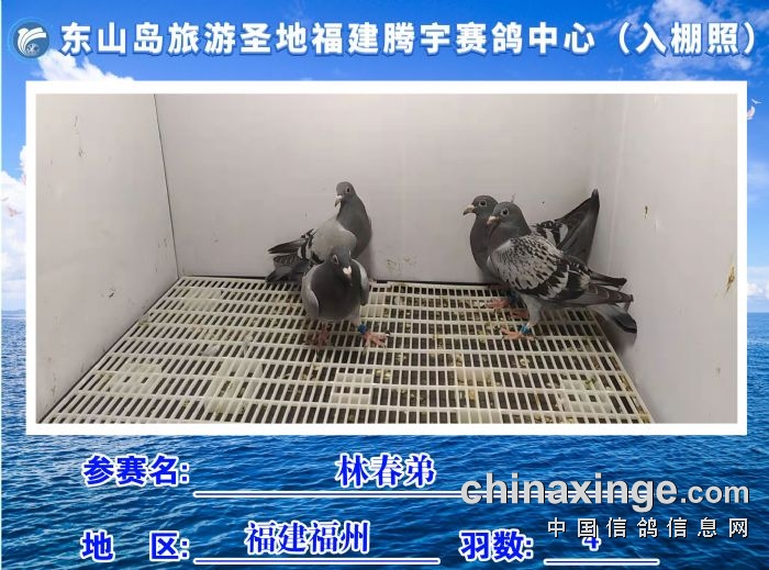 福建省东山岛旅游圣地腾宇赛鸽中心10月26日1入棚照及收鸽清单