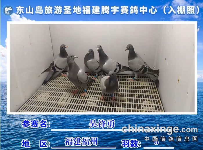福建省东山岛旅游圣地腾宇赛鸽中心10月26日2入棚照及收鸽清单