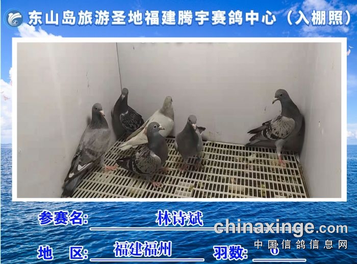 福建省东山岛旅游圣地腾宇赛鸽中心10月26日2入棚照及收鸽清单