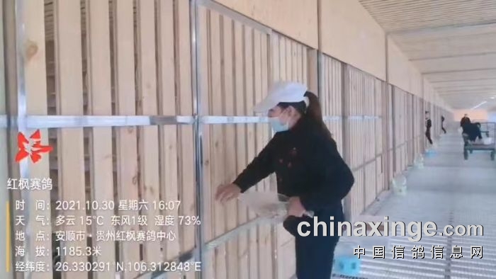 红枫小棚:一周养训汇报 - 贵州红枫赛鸽中心(小棚) - 中信网各地公棚