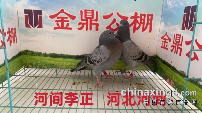 金鼎公棚3月22日幼鸽入棚照片