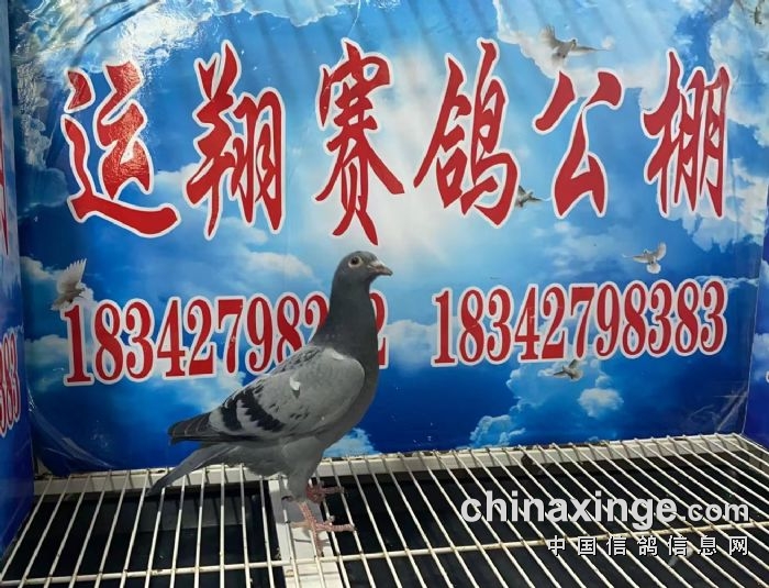 昌图686868羽数:1羽鸽主姓名:昌图卓翔鸽舍-李智卓(预)68地区