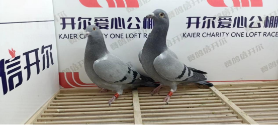 开尔爱心公棚青年队4月14日幼鸽入棚照3