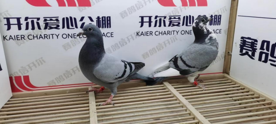 开尔爱心公棚青年队4月25日幼鸽入棚照1