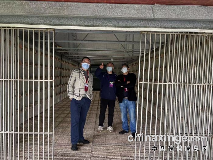 重庆吉福祥赛鸽公棚第三关决赛集鸽图文
