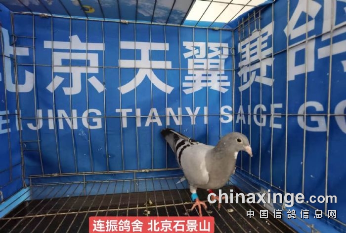 北京天翼赛鸽公棚6月21日幼鸽入棚照片1