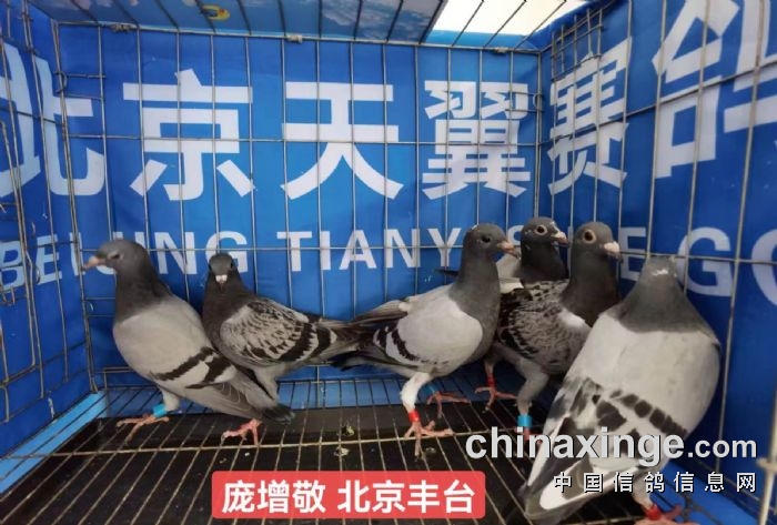 北京天翼赛鸽公棚6月21日幼鸽入棚照片1