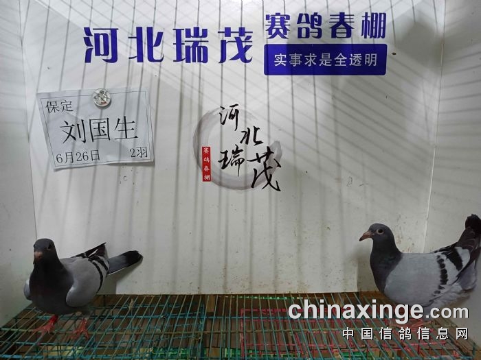 6月26日(五)接鸽照片 河北瑞茂赛鸽春棚 中信网各地公棚