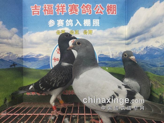 重庆吉福祥赛鸽公棚6月27日幼鸽入棚照