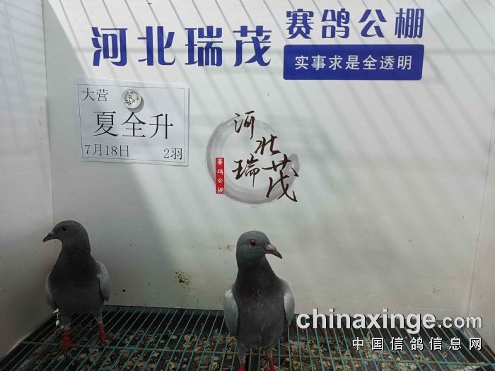 7月18日(二)接鸽照片 河北瑞茂赛鸽春棚 中信网各地公棚