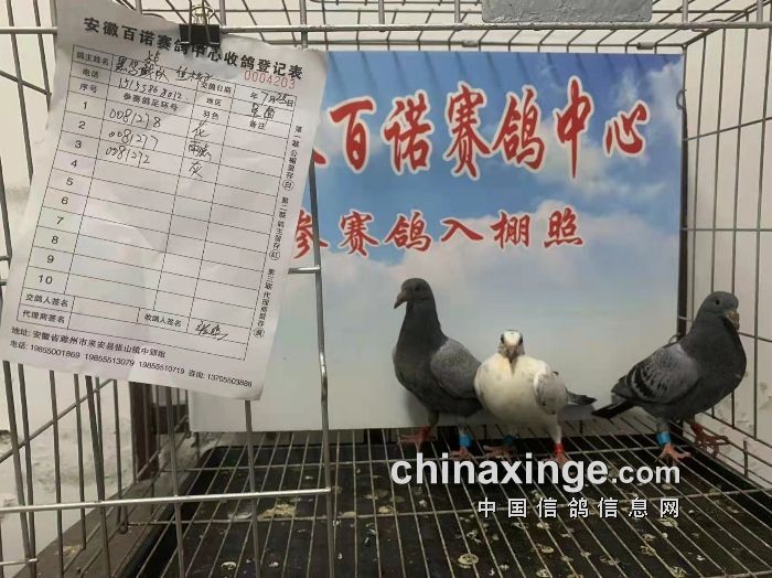 安徽百诺赛鸽中心7月25日幼鸽入棚照
