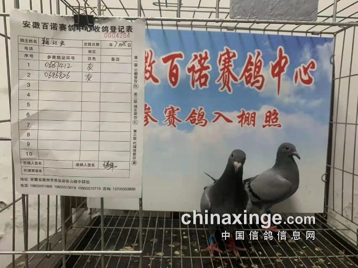 安徽百诺赛鸽中心7月25日幼鸽入棚照
