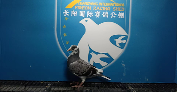 http://gpimg.chinaxinge.com/pic5/202305/2023052608313741812.png