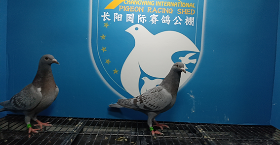 http://gpimg.chinaxinge.com/pic5/202305/2023052608393495148.png