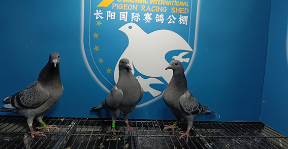 http://gpimg.chinaxinge.com/pic5/202305/2023052608412753147.png