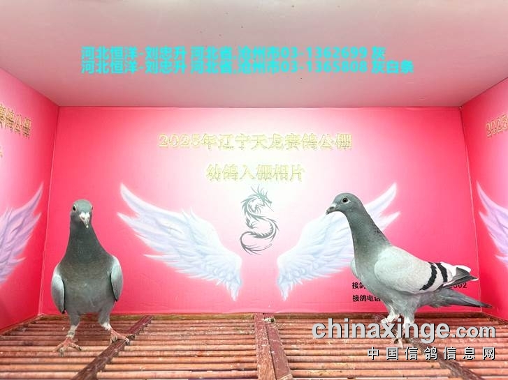 http://gpimg.chinaxinge.com/pic5/202505/2025051909214342698004.jpg