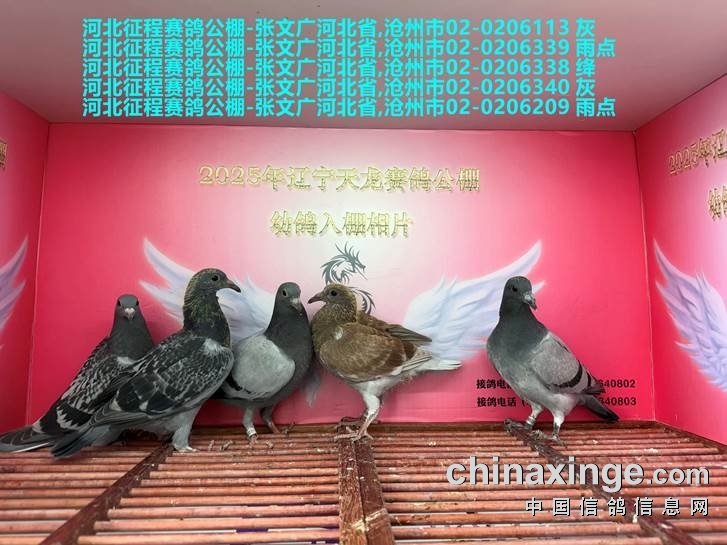 http://gpimg.chinaxinge.com/pic5/202505/2025051909214410579005.jpg