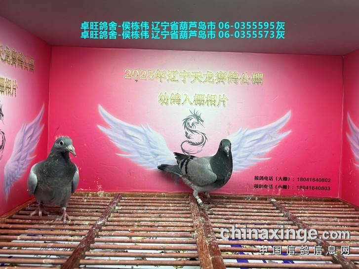 http://gpimg.chinaxinge.com/pic5/202506/2025061218290692974011.jpg