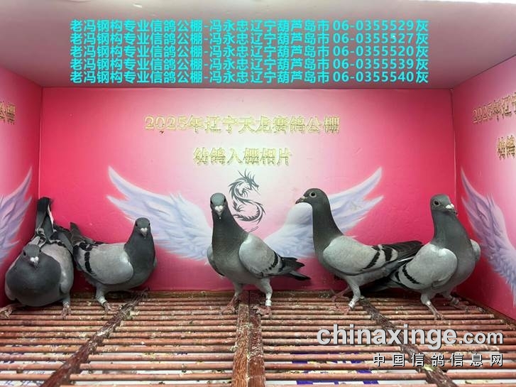 http://gpimg.chinaxinge.com/pic5/202506/2025061218290639297012.jpg