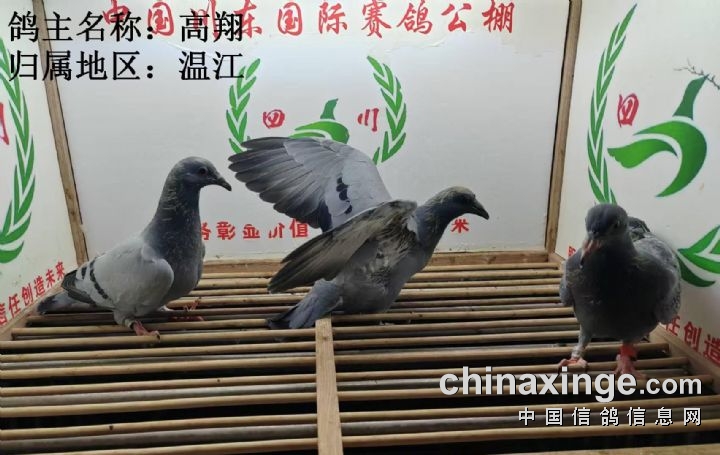 鴿子 8月14日幼鸽入棚照片,中国川东赛鸽公棚,中国信鸽信息网公棚信息