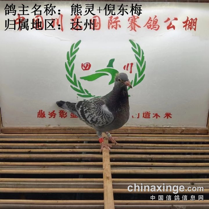 8月21日幼鸽入棚照片,中国川东赛鸽公棚,中国信鸽信息网公棚信息