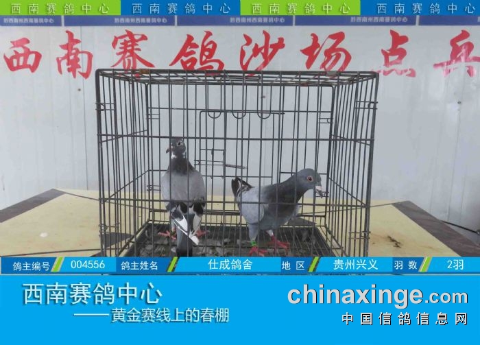 西南赛鸽中心:第五届幼鸽入棚图集(9-17) - 贵州西南赛鸽中心 - 中信