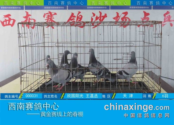 西南赛鸽中心:第五届幼鸽入棚图集(10-15) - 贵州西南赛鸽中心 - 中信